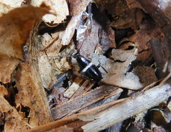 Planuncus tingitanus