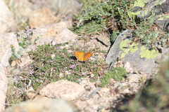 Argynnis elisa