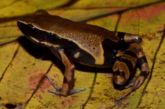 Cardioglossa annulata
