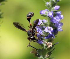 Physocephala marginata