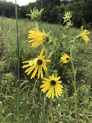 Silphium laciniatum