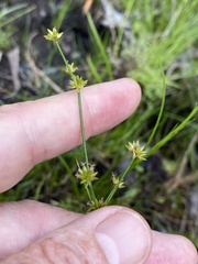 Juncus subcaudatus