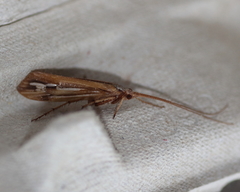 Limnephilus ornatus