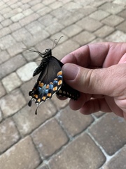 Papilio troilus image