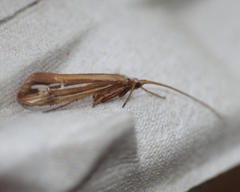 Limnephilus ornatus