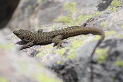 Archaeolacerta bedriagae