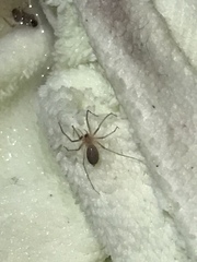 Cithaeron praedonius