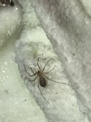 Cithaeron praedonius