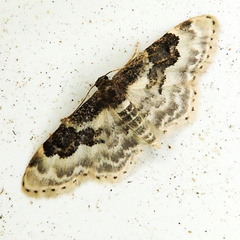 Idaea rusticata