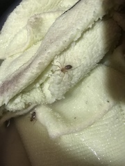 Cithaeron praedonius