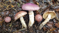 Cortinarius lebre