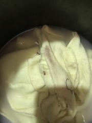 Cithaeron praedonius