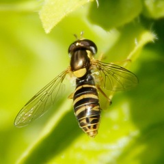 Sphaerophoria sulphuripes
