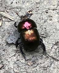Geotrupes splendidus