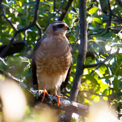 Accipiter ovampensis
