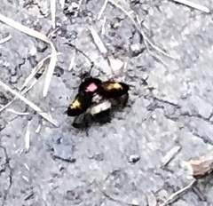 Geotrupes splendidus