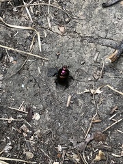 Geotrupes splendidus