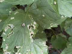 Leiobunum aldrichi