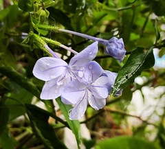 Plumbago auriculata