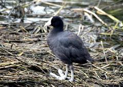 Hawaiian Coot photo 2