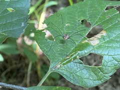 Leiobunum aldrichi