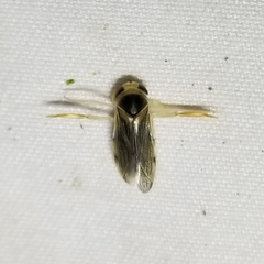 Corisella
