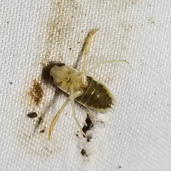 Corisella