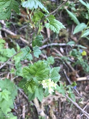 Ribes wolfii