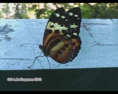 Tithorea harmonia pseudethra