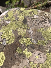 Rhizocarpales