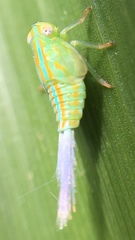 Aplos simplex