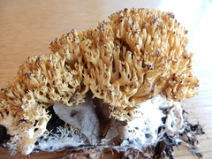 Artomyces pyxidatus