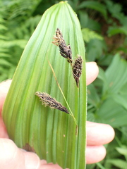 Carex spectabilis
