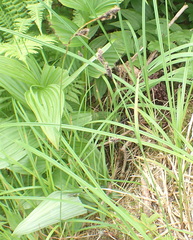 Carex spectabilis