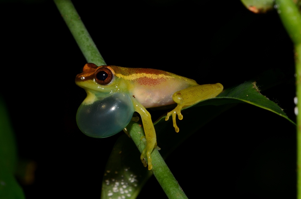 Golden-Eyed Reed Frog