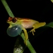 Golden-eyed Reed Frog - Photo no rights reserved, uploaded by Marius Burger