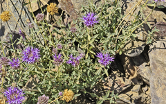 Monardella odoratissima glauca