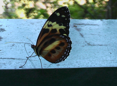 Tithorea harmonia pseudethra