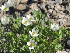 Anemone lithophila