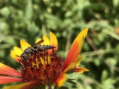 Synocoelioxys