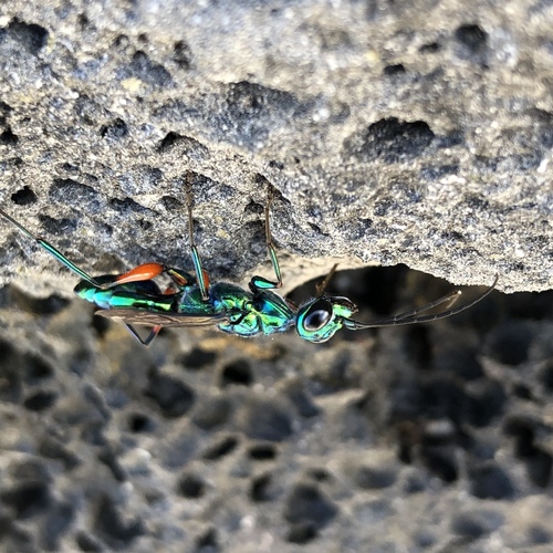 Emerald Cockroach Wasp photo 5