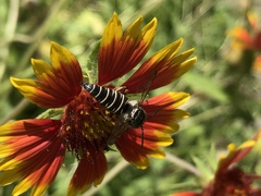 Synocoelioxys