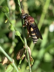 Triepeolus rufithorax