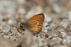 Coenonympha corinna