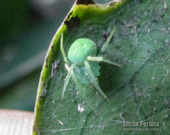 Araneus uniformis