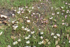 Zephyranthes fosteri