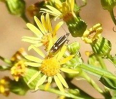 Scythris knochella