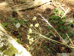 Peucedanum oreoselinum