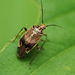 North American Tarnished Plant Bug - Photo (c) Katja Schulz, some rights reserved (CC BY), uploaded by Katja Schulz
