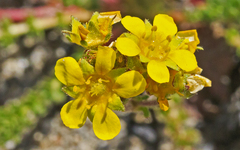 Ivesia lycopodioides scandularis